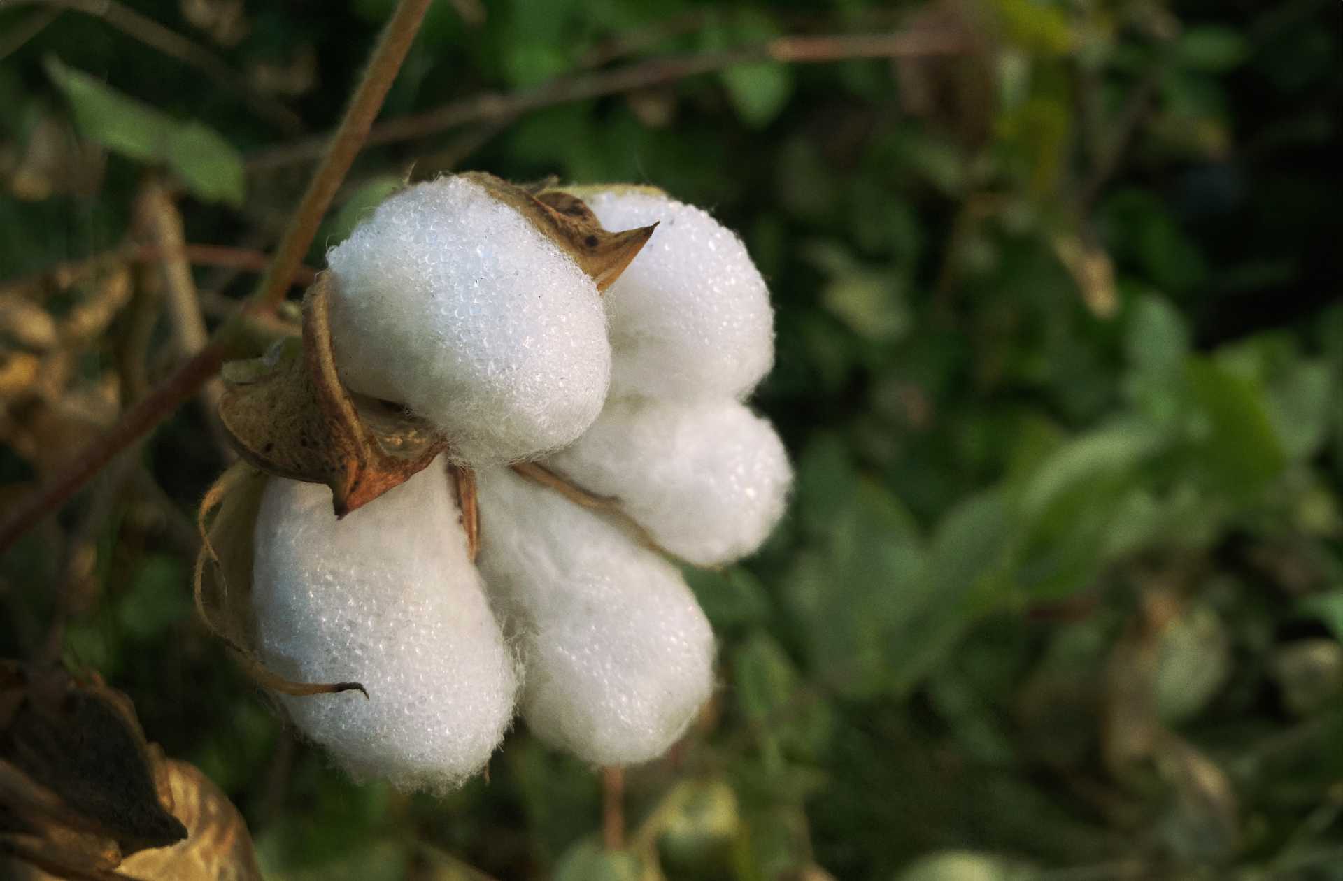 Mango avanza en sostenibilidad y usará por primera vez algodón regenerativo en producto a la venta en 2024