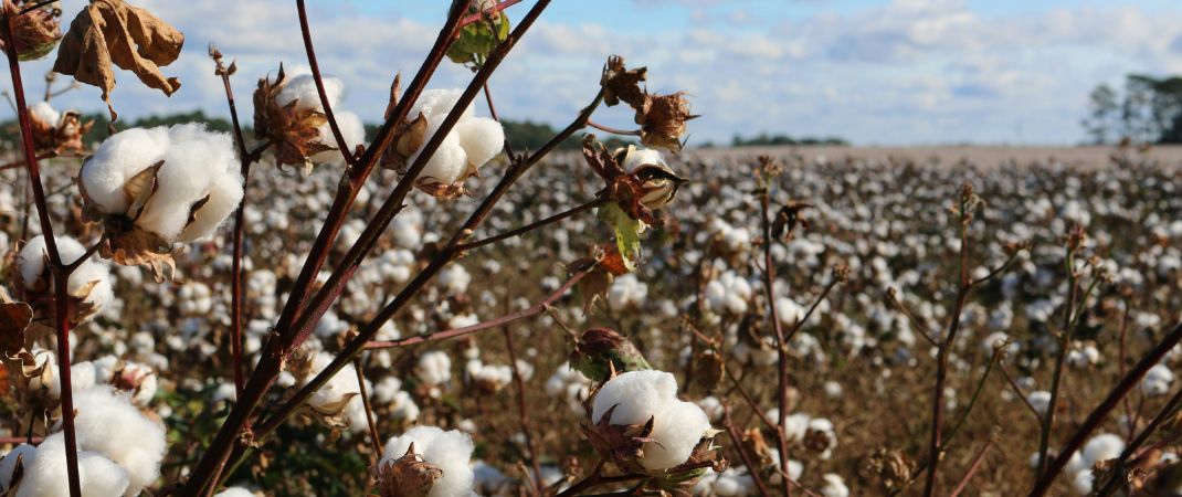Inditex y Kering reducen el umbral para que otras empresas puedan unirse a su fondo de agricultura regenerativa <br />
<br />