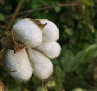 Mango avanza en sostenibilidad y usará por primera vez algodón regenerativo en producto a la venta en 2024