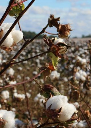Inditex y Kering reducen el umbral para que otras empresas puedan unirse a su fondo de agricultura regenerativa <br />
<br />