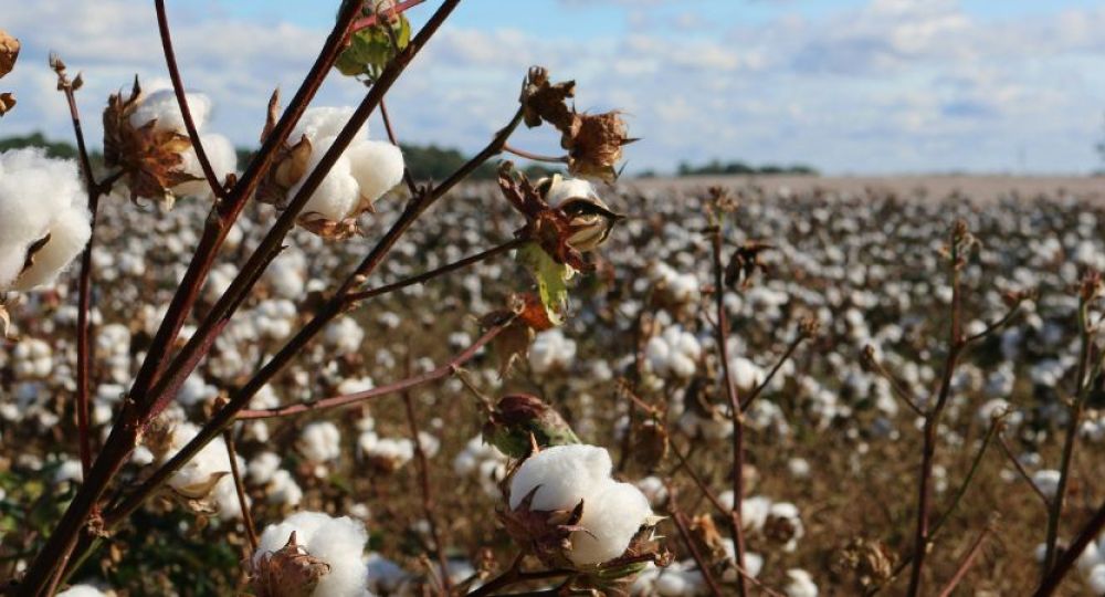 Inditex y Kering reducen el umbral para que otras empresas puedan unirse a su fondo de agricultura regenerativa <br />
<br />